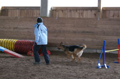 Conny_Leihhund_Yorka