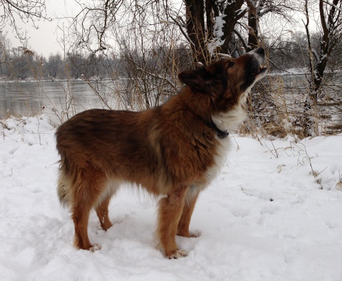 bobby_seebach_feb2013