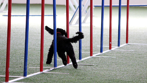 curly_feb2012seminar_sina1