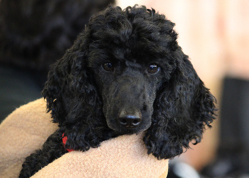 curly_feb2012seminar_sina2