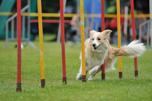 dingolfing2012juli01
