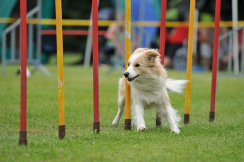 dingolfing2012juli02