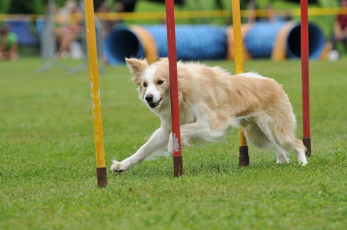 dingolfing2012juli05