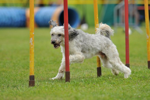 dingolfing2012juli09