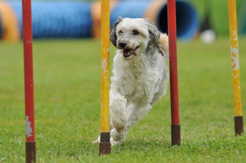 dingolfing2012juli10