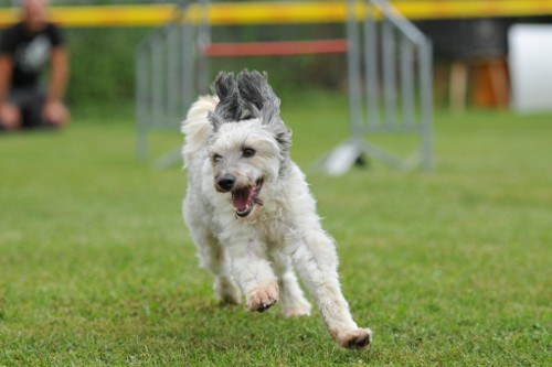 dingolfing2012juli13