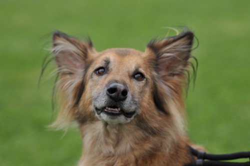 dingolfing2012juli15