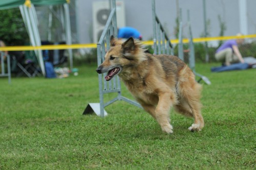 dingolfing2012juli16