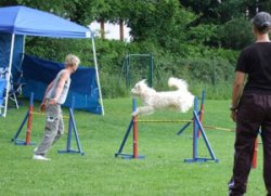 resized_250x181_sina2007a