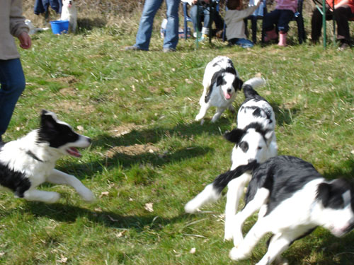 welpentreff2008l